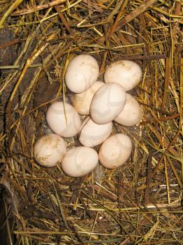 Nest of the hen with many eggs on the hay