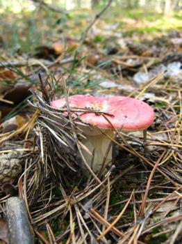 some nice mushroom in the pine needles