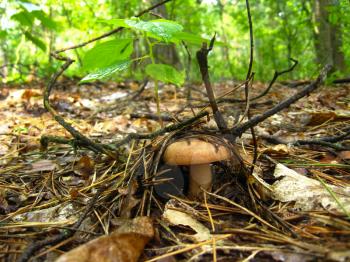 some nice mushroom in the autumn forest