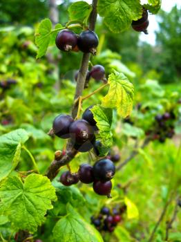Berry of a black currant in a hand