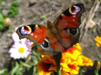 The graceful butterfly of peacock eye sitting on the tagetes