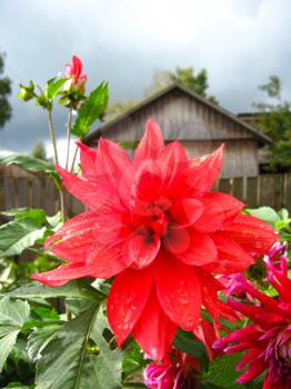 a beautiful flower of red dahlia after rain