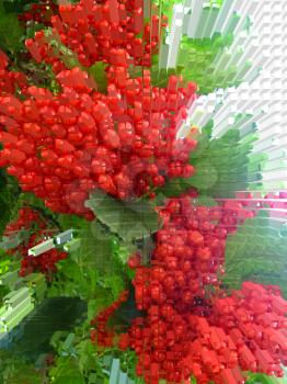 The image of abstract cluster of a red ripe guelder-rose
