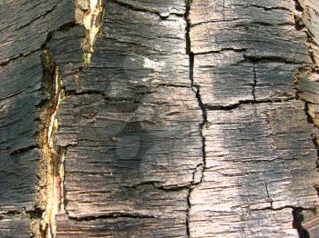 Background from a bark of a tree