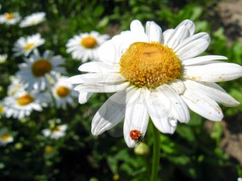 a little ladybird on the white chamomile