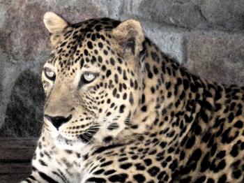 The image of the beautiful spotty leopard