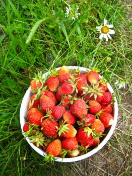 Full bucket with a strawberry on a background of a bed with camomiles