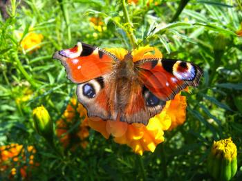 The graceful butterfly of peacock eye sitting on the  tagetes
