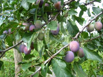 Fruits of plum hanging on a tree