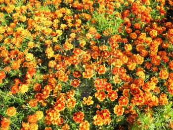 A beautiful bed of flowers of motley and velvet tagetes