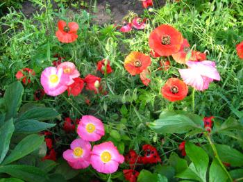 The image of the beautiful red and pink flowers of a poppy