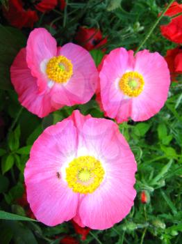 image of the beautiful pink flowers of red poppy