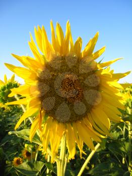 image of beautiful sunflower on the blue sky background