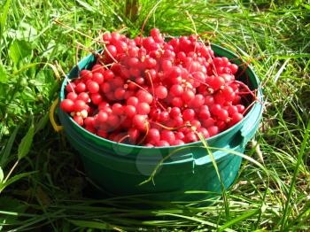 The image of harvest of red schizandra