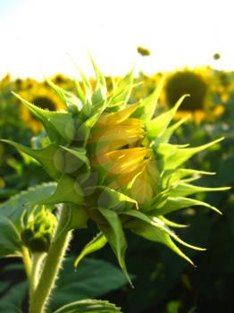 image of beautiful green sunflower in the field
