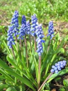 image of some beautiful blue flowers of muscari