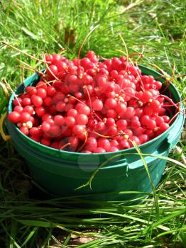 the image of harvest of red schizandra