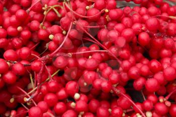 The image of harvest of red schizandra
