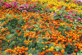 beautiful flower of motley and velvet tagetes and many others