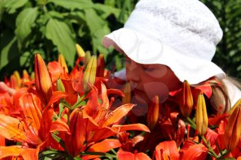 little girl smells red lilies on the flower-bed