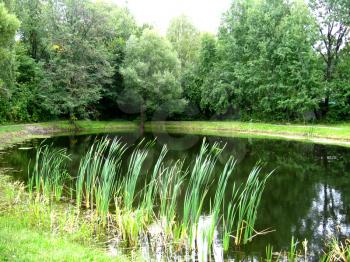 the beautiful summer landscape with picturesque lake