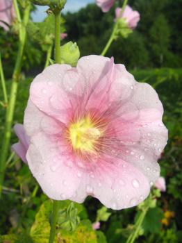 image of beautiful flower of pink mallow