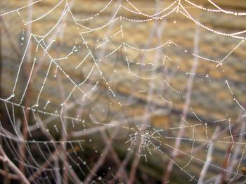 spider's web with dew on the green background of grass