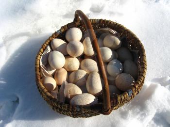 Basket with turkey's eggs on a snow