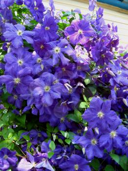 image of  beautiful blue flowers of clematis