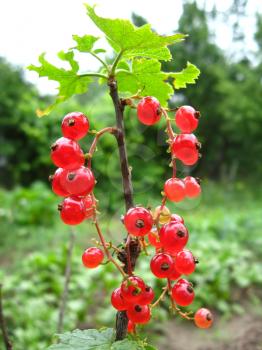 Berry of a red currant  hanging on the bush