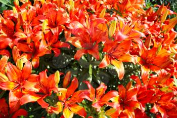 Drops of water on the redheaded lilies after a rain