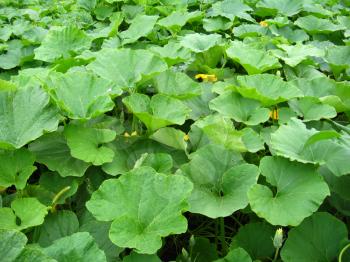image of green bed of the leaves of pumpkin