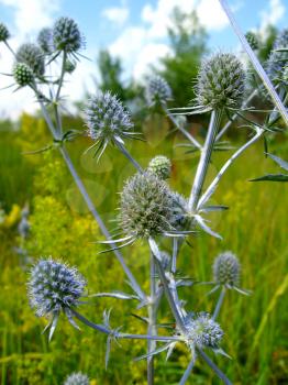 blue prickly flowers of eryngium in the field