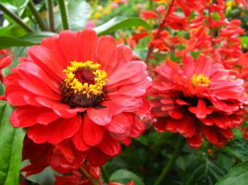image of bed of fine red zinnia