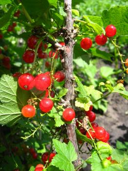 Berry of a red currant in a hand