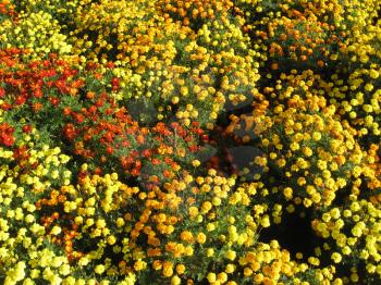 a lot of beautiful flowers of motley and velvet tagetes