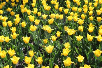 image of yellow tulips on the flower-bed