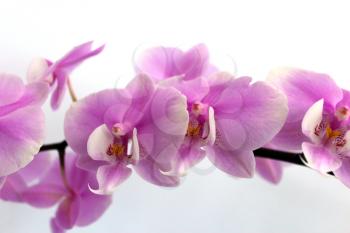 image of beautiful branch of a blossoming orchid