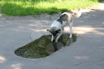 Big dog drinking water from poll slaking its thirst