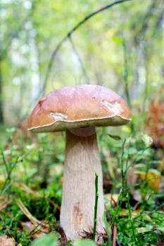 image of beautiful and small cep in the grass