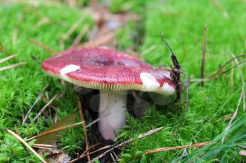 beautiful red mushroom of russula in the moss