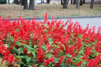 beautiful bed with red flowers of salvia
