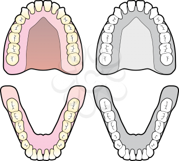 Human teeth illustration