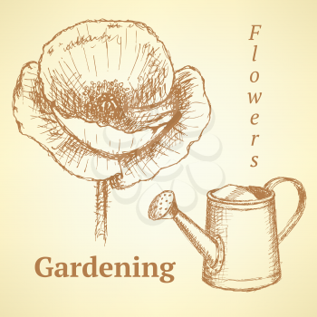 Sketch poppy and watering can, vector vintage background
