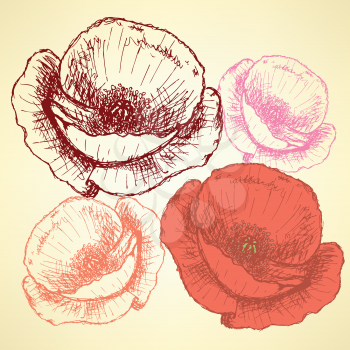 Sketch poppy, vector vintage background eps 10

