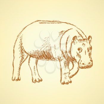 Sketch hippo, vector vintage background eps 10