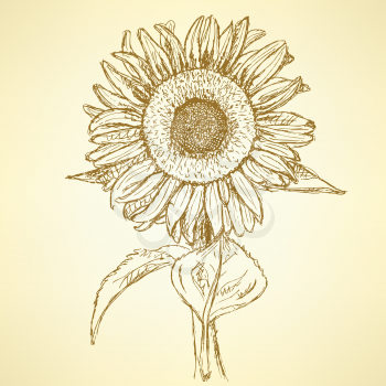 Sketch sunflower, vector vintage background eps 10