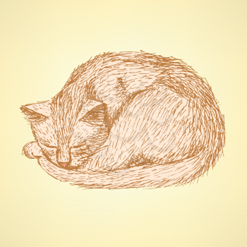 Sketch sleeping cat t in vintage style, vector