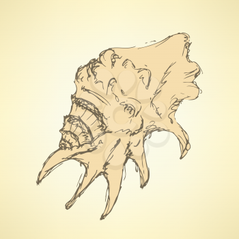 Sketch sea shell in vintage style, vector


