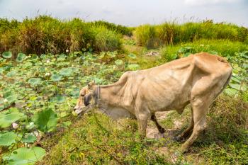 Asian cow at Lotus farm near Siem Reap, Cambodia in a summer day